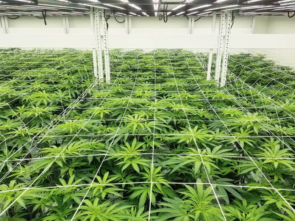 Cannabis Plants inside an indoor cultivation facility
